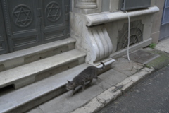 猫のいる街
