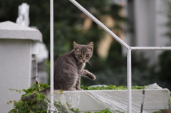 街ねこ