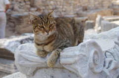 Efes and cat