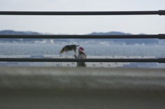 近所の浜辺に散歩にという生活