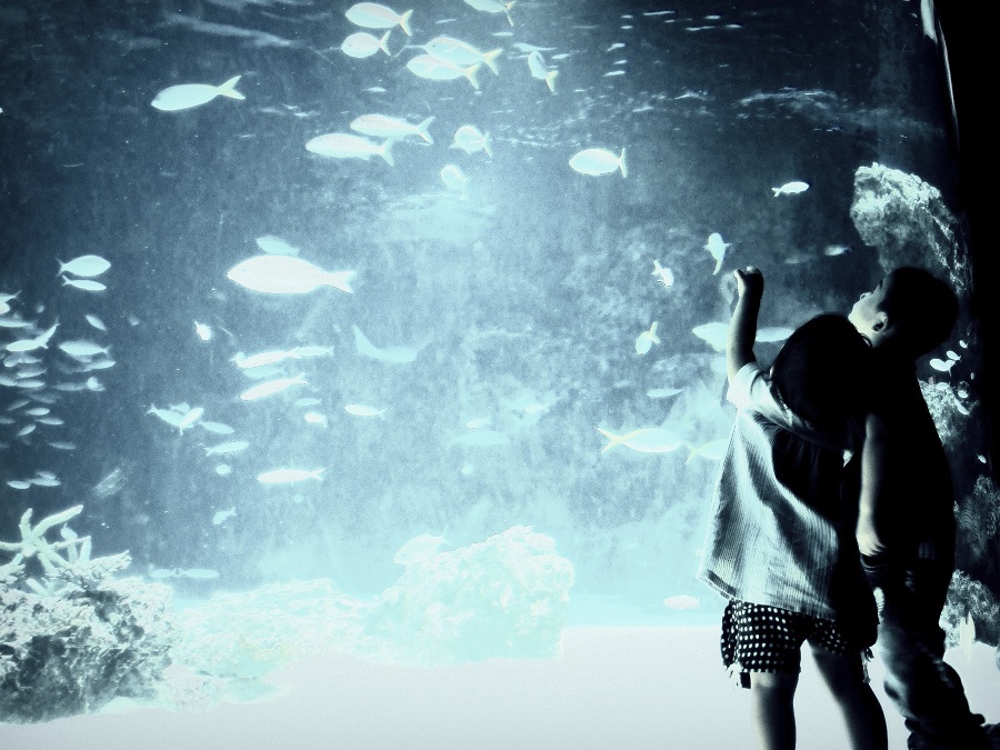 swimmy
