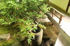 妙心寺　桂春院庭園7IMG_0858