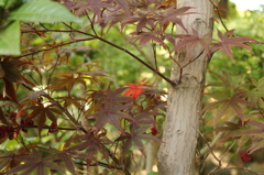 妙心寺　退蔵院庭園19IMG_0800