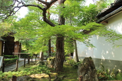 妙心寺　桂春院庭園21IMG_0890