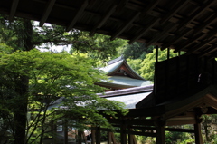 龍安寺庭園6IMG_0711