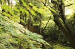妙心寺　桂春院庭園18IMG_0883