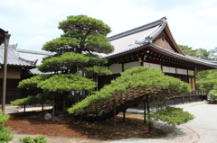 陸舟の松IMG_0647