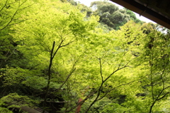 永観堂禅林寺　27　IMG_1096