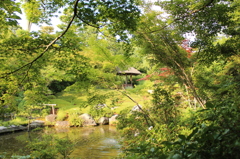 妙心寺　退蔵院庭園25IMG_0808