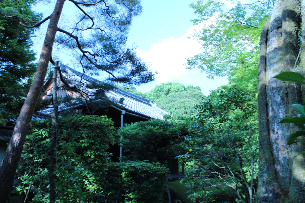 妙心寺　桂春院庭園13IMG_0868