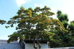 妙心寺　桂春院庭園29IMG_0901