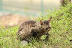 哲学の道　にゃんこ　2　IMG_1026