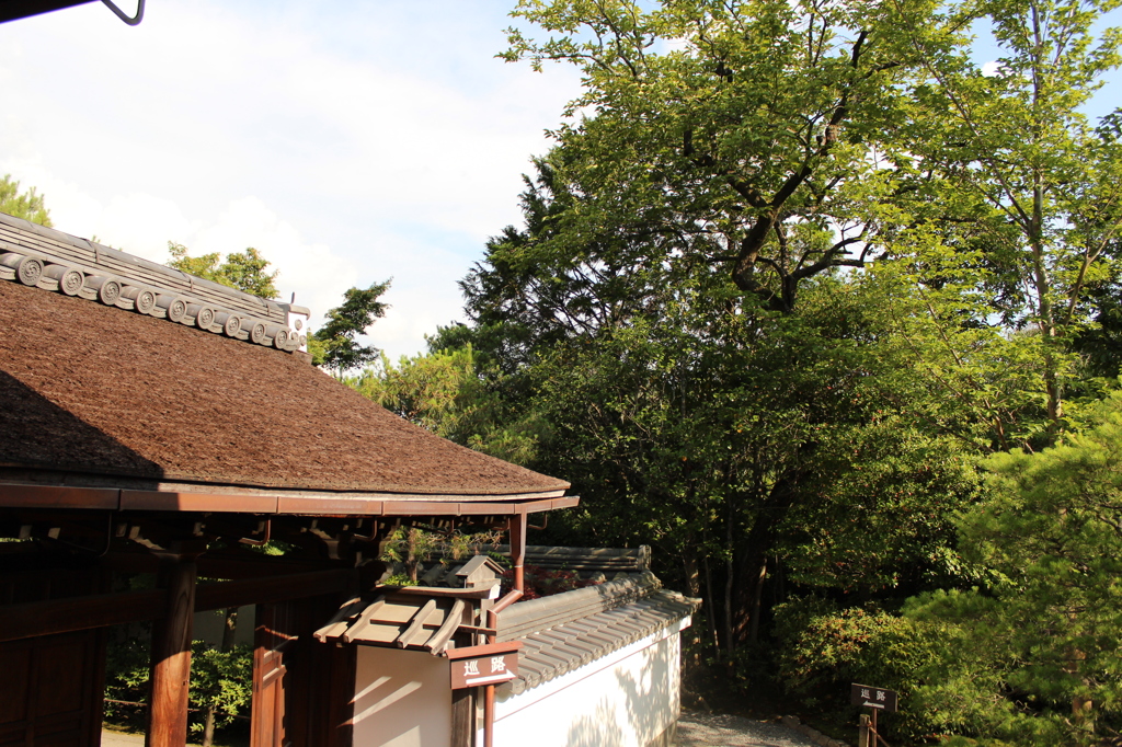 妙心寺　退蔵院庭園7　IMG_0783