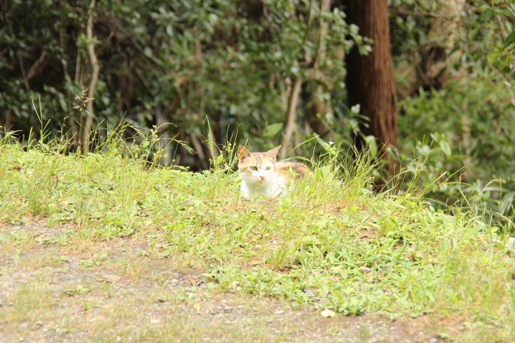 哲学の道　にゃんこ1　IMG_1025