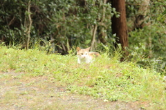 哲学の道　にゃんこ1　IMG_1025