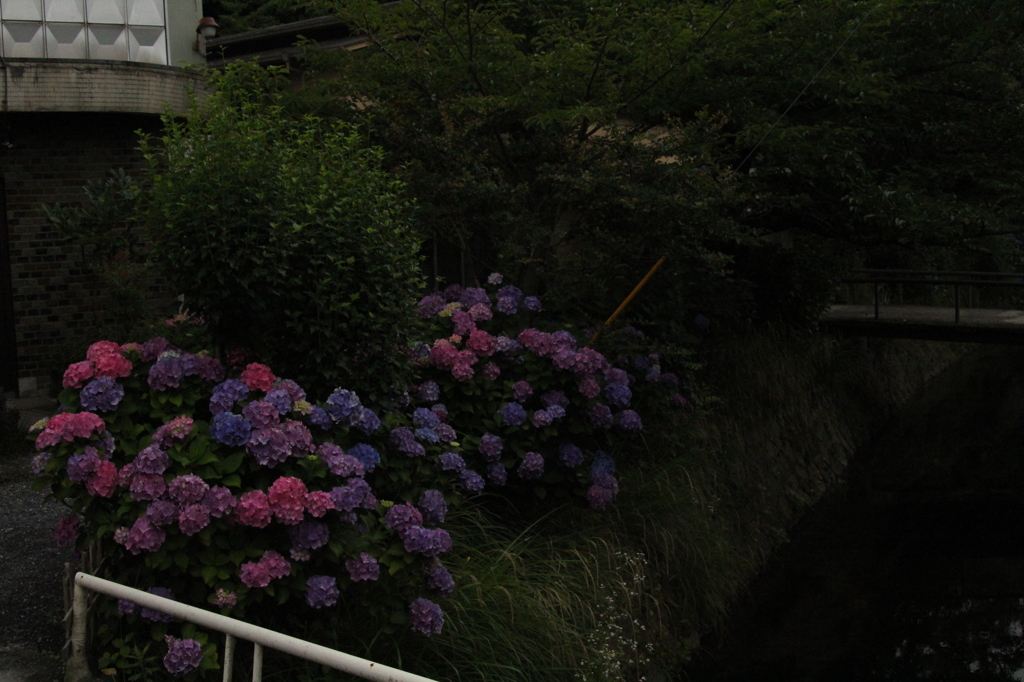 哲学の道　紫陽花1　IMG_0968
