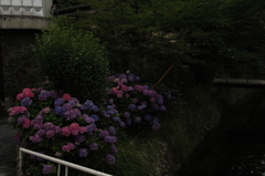 哲学の道　紫陽花1　IMG_0968