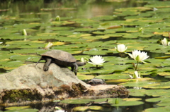 南禅寺　蓮の花と亀　IMG_1179