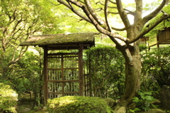 妙心寺　桂春院庭園5IMG_0855