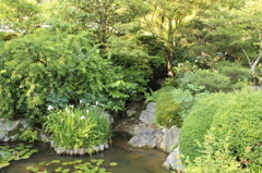 妙心寺　退蔵院庭園28IMG_0812