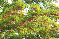 妙心寺　桂春院庭園30IMG_0902
