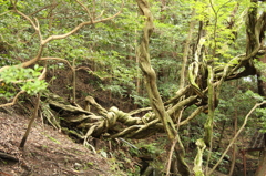 法然寺　4　IMG_0984