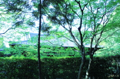 妙心寺　桂春院庭園14IMG_0870