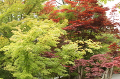 永観堂禅林寺　29　IMG_1109