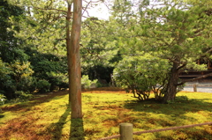 妙心寺　退蔵院庭園8　IMG_0785