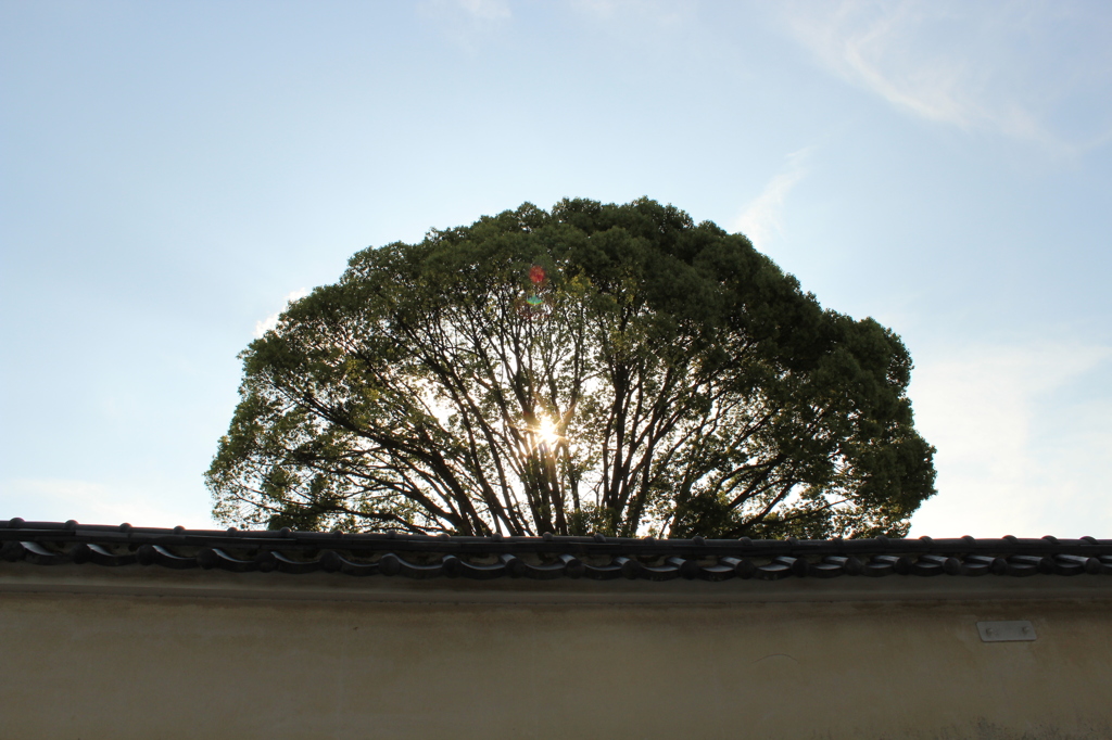 妙心寺26IMG_0845