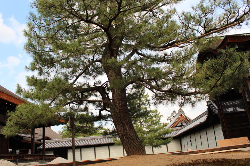 妙心寺11IMG_0767