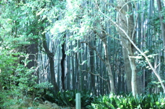 妙心寺　桂春院庭園16IMG_0877