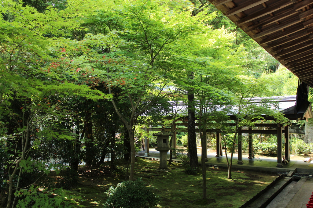 龍安寺庭園2IMG_0703