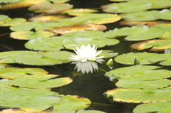 南禅寺　蓮の花1　IMG_1177