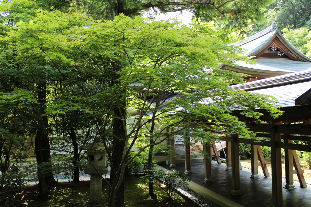 龍安寺庭園7IMG_0712