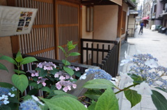 店先のあじさい（祇園）