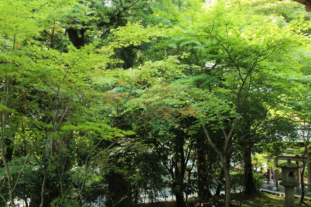 龍安寺庭園1IMG_0702