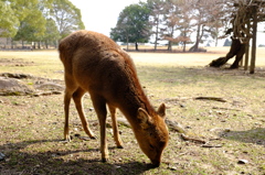 鹿さん