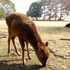 鹿さん