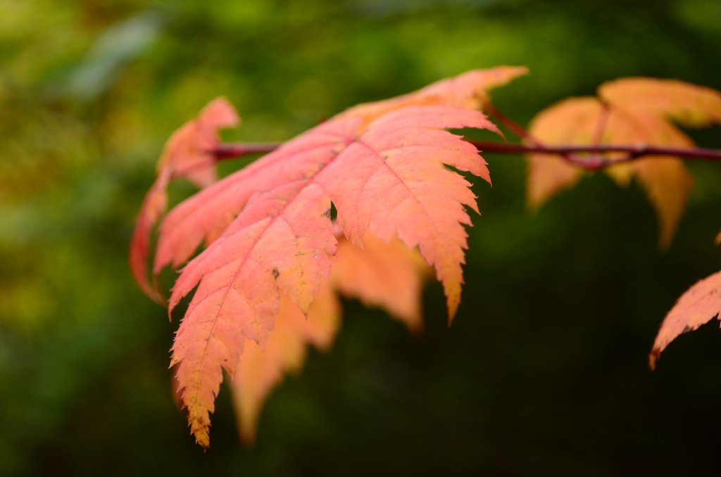 紅葉