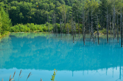 夏の青い池