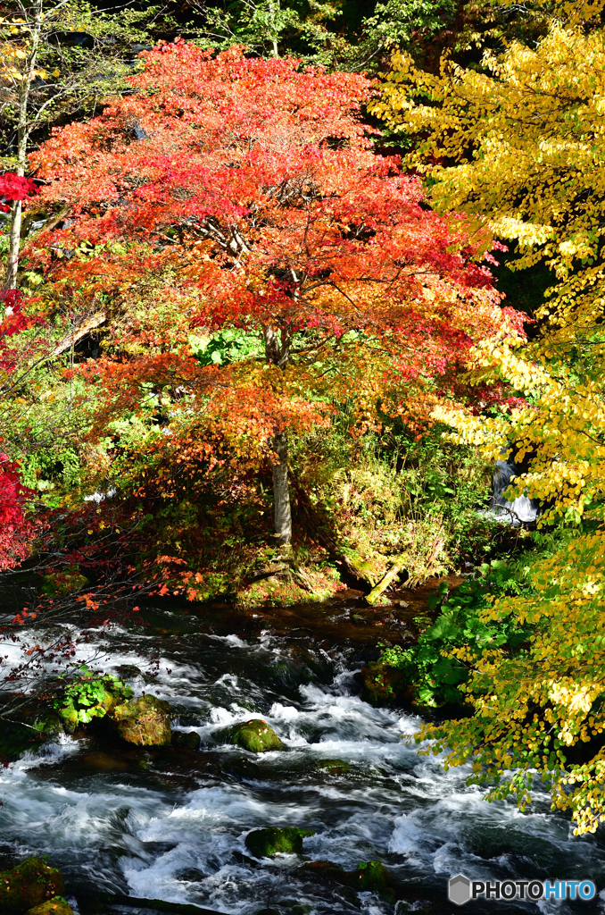 阿寒川の紅葉