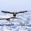 流氷上は鳥の楽園