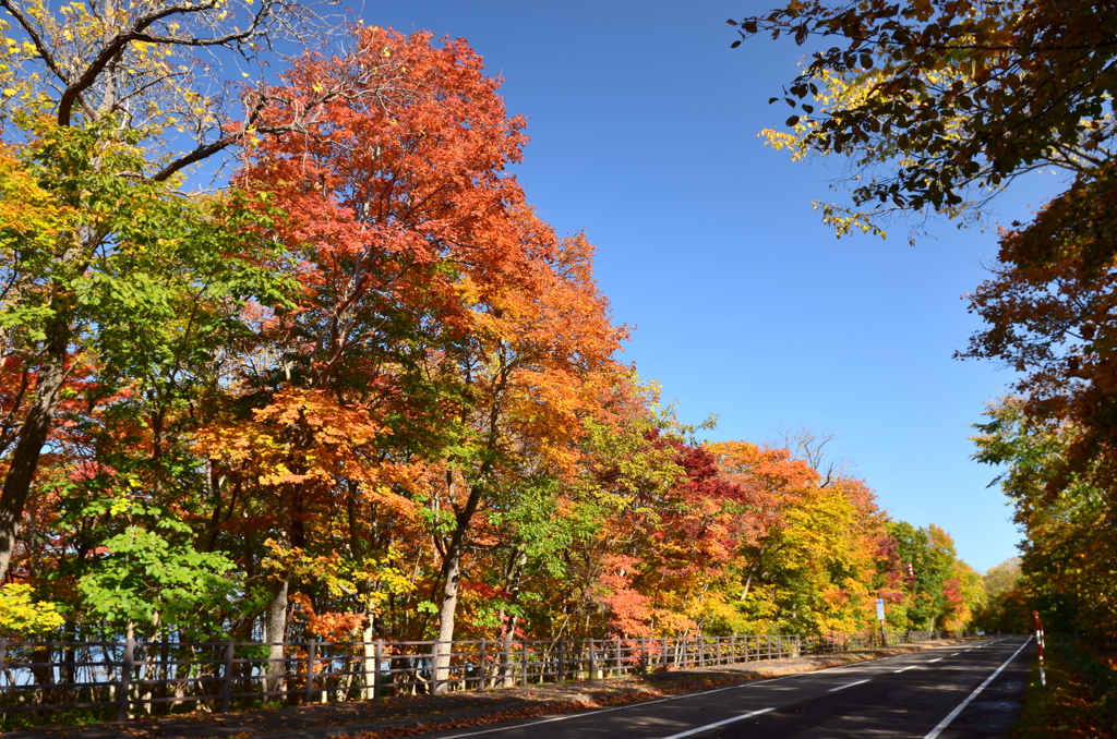 紅葉ロード