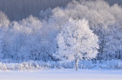 －28℃の霧氷