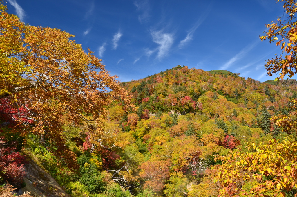 燃える紅葉