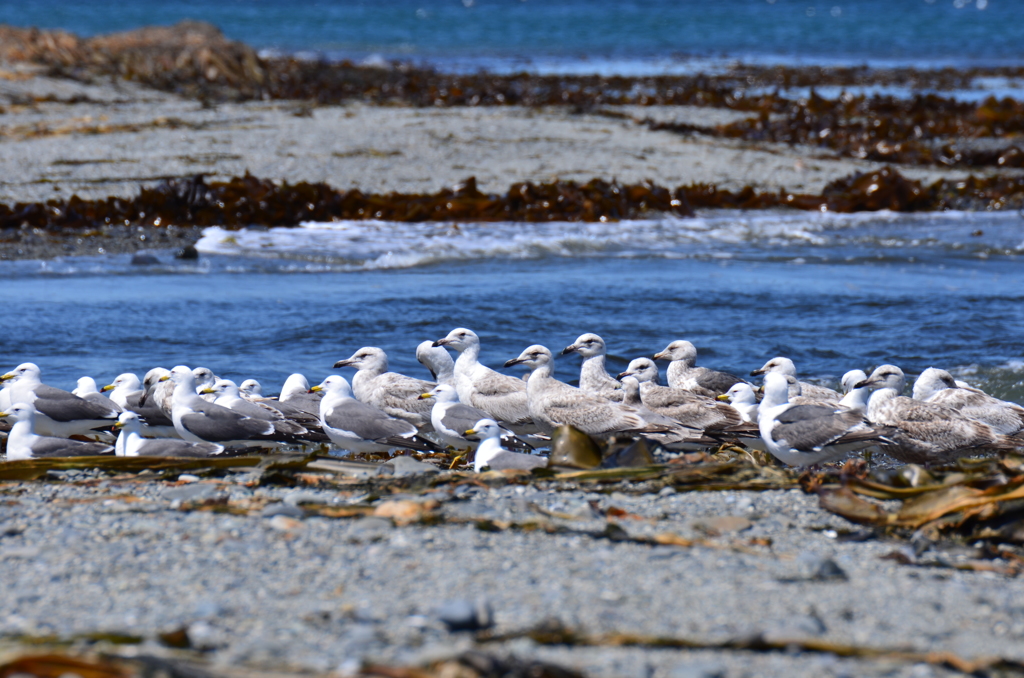 北方領土の海鳥