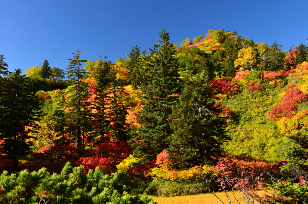 今が紅葉ピーク！