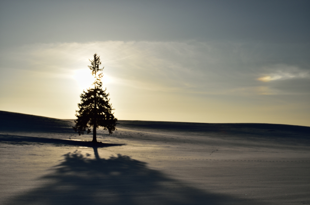夕方のクリスマスツリーの木
