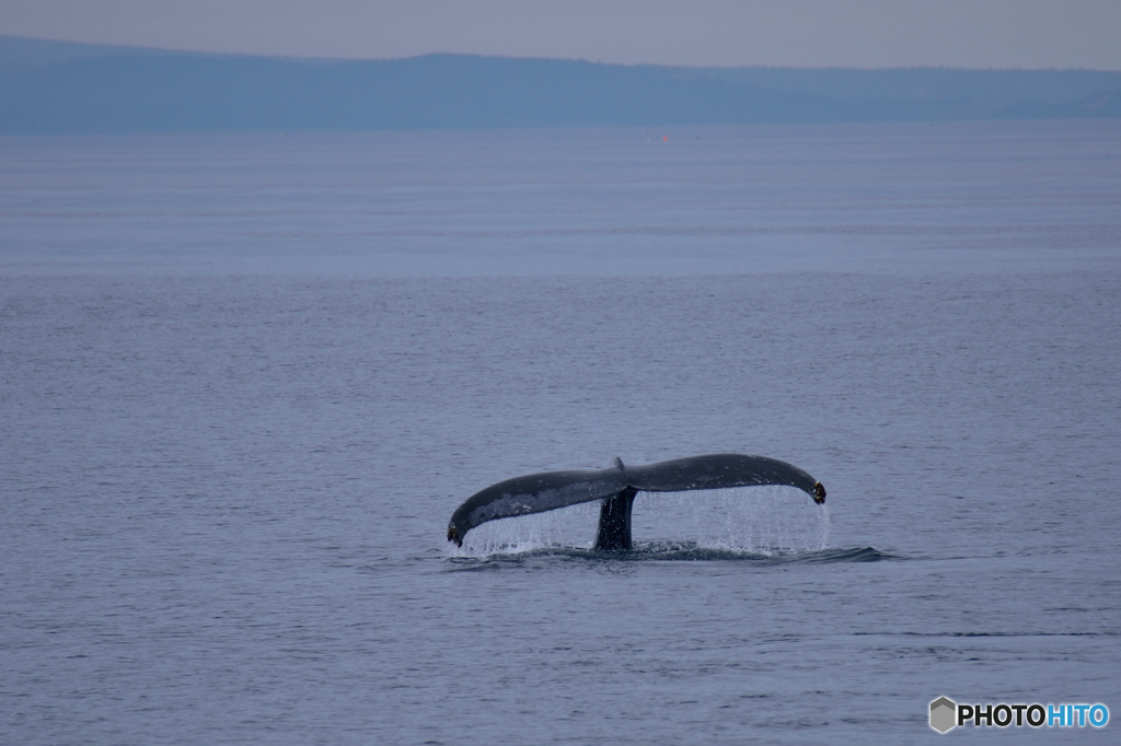 ザトウクジラ発見